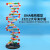大号DNA双螺旋结构模型拼接遗传基因和变异diy初高中化学生物实验 DNA双螺旋结构模型(小号)