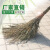 大扫把竹工地学校环卫扫马路户外庭院加大宽竹扫帚笤帚条帚 大铁扫把1.4米高
