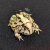 皇上活体爬宠两栖宠物蛙绿黄金活物活体小丑蛙非洲牛蛙 小丑蛙(4-5cm左右 )