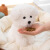 兜儿贝贝（douer beibei）毛绒玩具布娃娃玩偶公仔抱枕生日礼物送女友老婆儿童泰迪熊20cm