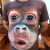 琉语霸气老虎T恤3D立体动物印花短袖T恤猴子头夏装男士大码猩猩衣服潮 短T双色猫 S