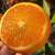 鲜级佳 秭归伦晚9斤橙子应当季水果新鲜果冻橙手剥冰糖甜橙顺丰 9斤 70mm(含)-80mm(不含) 精品果