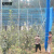安赛瑞 防鸟网 果树果园防鸟网防护罩 2cm×2cm网眼蓝色强力防鸟网 长约9×18m 530018
