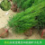 萌肉居塔柏树苗松柏四季常青耐寒坟上专用树苗带刺塔柏松树高20-30cm2棵