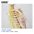 安赛瑞 人体骨骼模型 神经血管骨骼模型 全身神经血管骨架模型 骷髅教学骨科模型175cm 601514