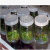 组培瓶 透气350ml组培瓶240ml组培瓶菌瓶育苗瓶组织培养瓶玻璃瓶 63口密封盖(4个)
