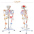 樵牧人  人体骨骼模型 骨架人体模型 成人小骷髅教学模型脊椎全身 170CM 肌肉着色椎间盘神经附韧带 1副 