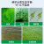 3鱼缸除藻去苔剂去蓝青苔绿藻清除剂鱼池除褐藻水草不伤鱼除藻神器 蓝藻分解素分解酶除藻剂鱼塘生物 1
