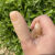 摘花椒神器采摘神器指甲拇指套摘菜豆角掐葡萄尖茶叶手指套 1个大拇指套（硬款）