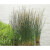 植果缘（FRUIT BORDER）水葱植物苗葱蒲莞草 观赏草水葱净化水质挺水植物湿地公园浮岛 水葱10杆 不含盆