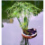 睿格达水生水培植物龟水竹盆栽水棕竹鱼缸水池塘旱伞草风车草苗 30-50厘米高10颗 不含盆