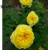 园艺花苗 月季花苗黄色大花香味适合阳台盆栽玫瑰