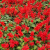 正宗矮一串红种子矮串红高串红四季开花种籽易种活耐寒串串红花卉 格桑花混色1000粒+肥料