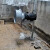qjb潜水搅拌机污水混合搅拌器潜水推流器搅匀推流泵 QJB1.5/8-400/3-740/C铸铁