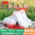 冰禹 BYH-6 尼龙防虫网袋 育种袋尼龙种子袋套种子袋 纱网袋 95*60cm (100个)