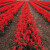 正宗矮一串红种子矮串红高串红四季开花种籽易种活耐寒串串红花卉 格桑花混色1000粒+肥料