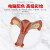 女性内生殖 解剖模型 子宫 卵巢模型 生殖结构模型 计生 妇科模型 病理子宫模型
