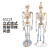 85cm人体骨骼模型170cm全身成人骨架人体模型小骷髅教学脊椎模型 G款85CM立式骨骼韧带及着色
