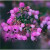 柯必达镜之月铃兰花苗带芽四季开花不断铃兰种球根系浓香型多年生阳台花 粉色(6棵装)四季开花