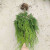 萌肉居塔柏树苗松柏四季常青耐寒坟上专用树苗带刺塔柏松树高20-30cm2棵