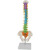 七格匠中型彩色脊椎带骨盆（立式） 生物教学仪器人体脊柱模型