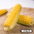 凤鸣雅世甜玉米种籽耐热可生吃美珍206单色水果玉米种子500克Vip价