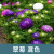 花中酷向日葵种子适合冬天播种的花种籽子室内四季开花的花种子植物冬季易活 宝蓝色 翠菊30粒
