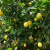 生活＆好管家 四川安岳黄柠檬新鲜水果一级果应季生鲜当季 柠檬超大果3斤装(200g+/个)