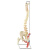 王太医 人体脊柱脊椎模型 椎间盘骨骼正骨手法练习骨架骨骼 80cm