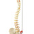 王太医 人体脊柱脊椎模型 椎间盘骨骼正骨手法练习骨架骨骼 80cm