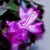 XMSJ盆栽蟹爪兰花苗 多肉植物 蟹爪兰带根发货办公桌阳台植物 紫白--单株