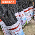 阿尤布青冈木炭青钢炭青杠树碳烧烤用品烧烤炭木炭金刚木炭取暖户外野炊 8斤装青冈炭