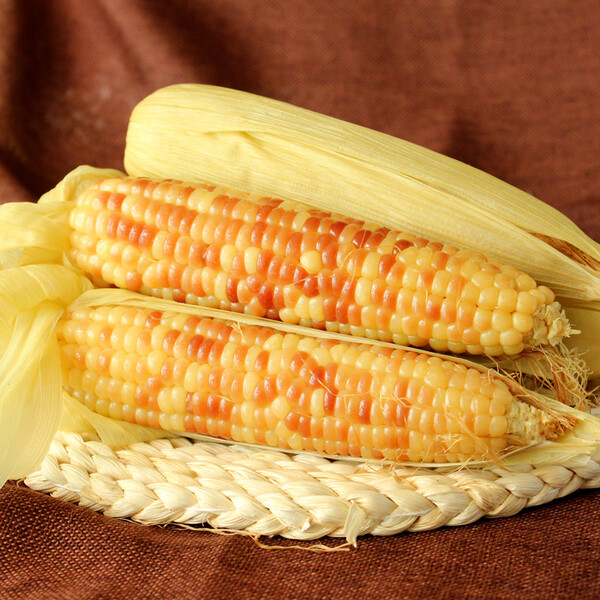 云南2016西双版纳水果小玉米 甜糯黏玉米 真空装180g/根 10穗_办公/酒