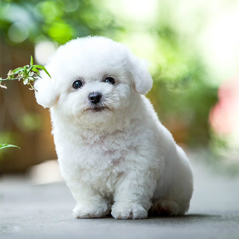 盘点世界上最小的 7 种犬种！每一个都可爱至极！开元棋牌- 开元棋牌官网 - 开元棋牌APP下载