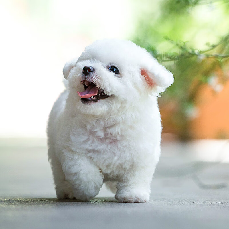 哈希娱乐- 哈希游戏平台- 哈希游戏官方网站盘点世界上最小的 7 种犬种！每一个都可爱至极！