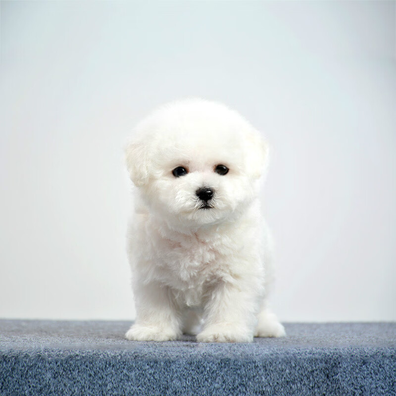 好听的狗狗开元棋牌- 开元棋牌官网 - 开元棋牌APP下载名