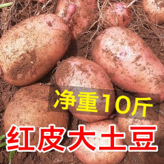 半亩庄园 新鲜土豆红皮黄心大土豆 当季农家蔬菜大马铃薯 红皮土豆 5斤