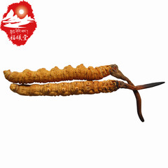 福曦堂   那曲冬虫夏草 西藏高海拔虫草 2根/克 那曲虫草 西藏虫草 那曲 冬虫夏草 2根/克 瓶装1克