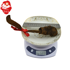 福曦堂 西藏   顶天柱 泡酒料 袋装 草苁蓉 回春草 1根 50至75克袋