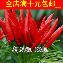 TLLZ蔬菜种子四季播种阳台种套餐水果田园秋季盆栽芽苗小白菜种子 朝天椒30粒