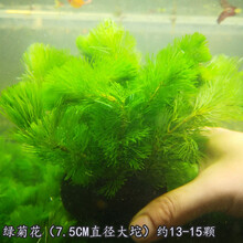 淡水鱼缸活体懒人造景装饰水草入缸成景前中后水草合集水下叶坨草 绿菊花7.5CM圆坨无需CO2 中后景有茎类