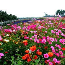 春天种的花种子四季开花种籽子花卉种孑花子种子春季花种易活室外 野花组合100粒
