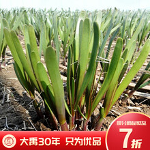 大禹 紫根韭菜盆栽苗宽叶韭菜根现挖红韮菜独根四季阳台春季蔬菜 紫根韭菜根100棵（新苗  ）