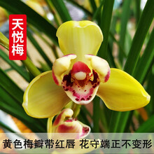 刘阁兰花苗 新品经典色花荷瓣 江山美人 冬带花苞出售阳台好养花卉盆栽 天悦梅4苗连体，送花肥