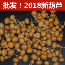 精品天然小美国葫芦手捻小葫芦龙头草里金文玩葫芦手把件风水 小葫芦5个以上  起批单价