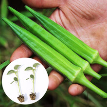 寿禾 卡里巴秋葵种子红黄水果家庭种植种籽农家高产阳台四季盆栽种菜春夏季播种蔬菜苗寿光菜种籽菜籽 黄秋葵苗 10棵