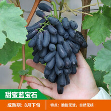 蓝宝石葡萄苗盆栽北方品种南方种植果树当年结果大苗爬藤葡萄树苗 蓝宝石(8年苗 当年结果) 50cm(含)-60cm(不含)