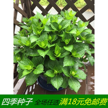 满天星种子易爆盆 易活 室内阳台植物盆栽观花卉种子 食用薄荷50粒+盆土肥