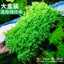 鱼缸前景水草迷你矮爬地珍珠牛毛毡活体真水草水族箱装饰造景草坪 迷你矮珍珠盒装 要草坪就买它 ??30%的会买这