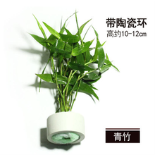 水草鱼缸装饰前景后景水草绿菊金鱼藻蜈蚣草羽裂坨草水榕沉木造景懒人水草好养易活 青竹